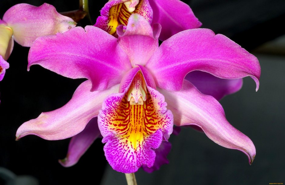 Орхидея Schomburgkia tibicinis