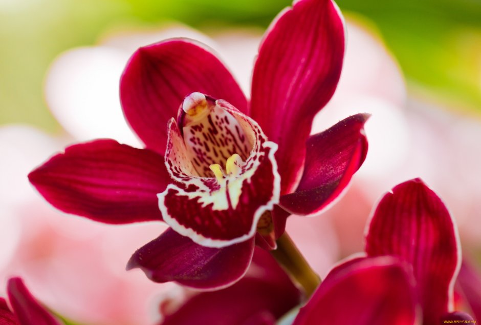 Орхидея ред вельвет