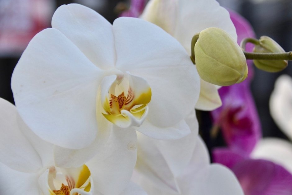Орхидея Вайт эпл