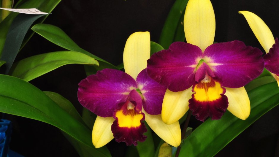 Орхидея Каттлея фиолетовая