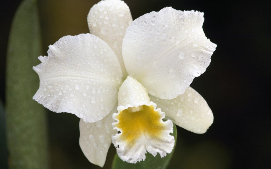 Ватер Вайт Орхидея