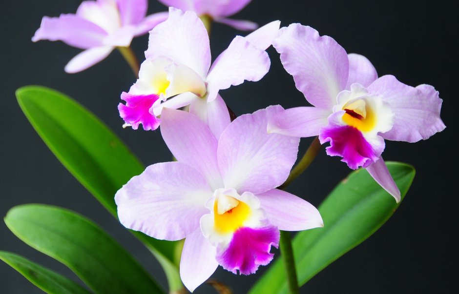 Орхидея махровая