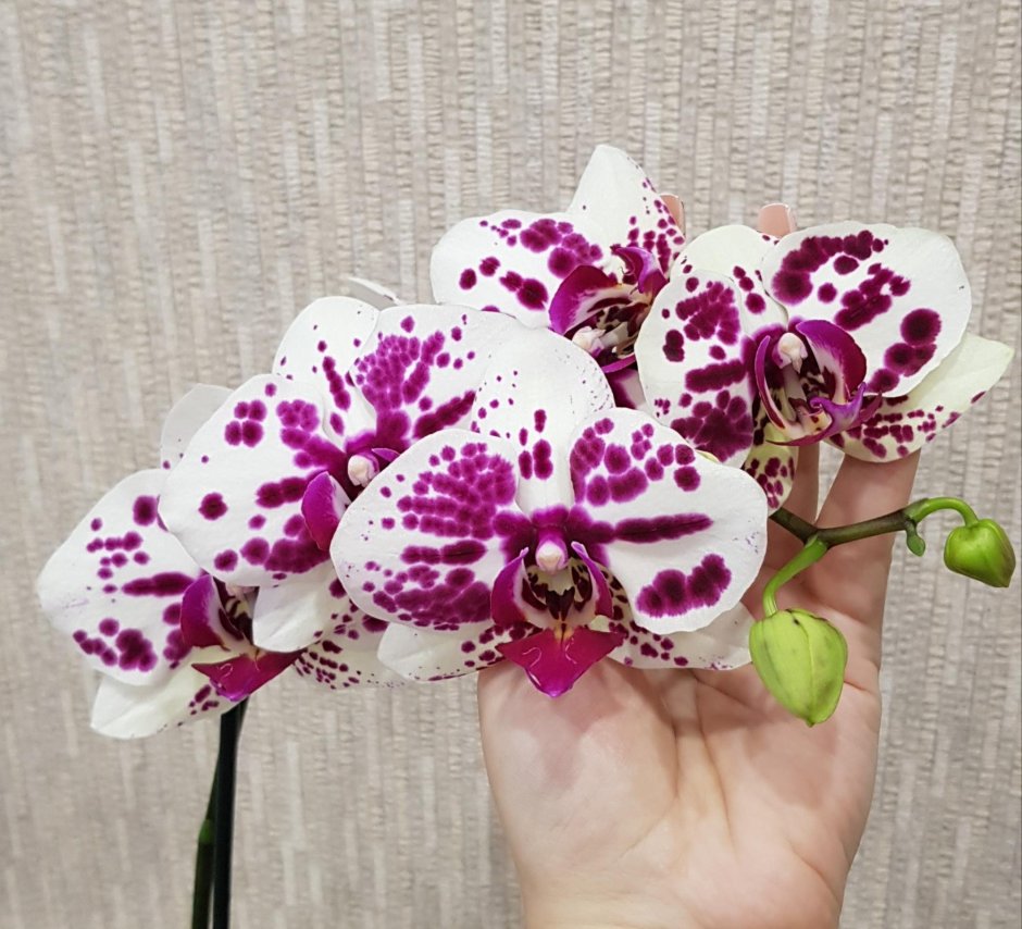 Formosa Cranberry Wilson Орхидея