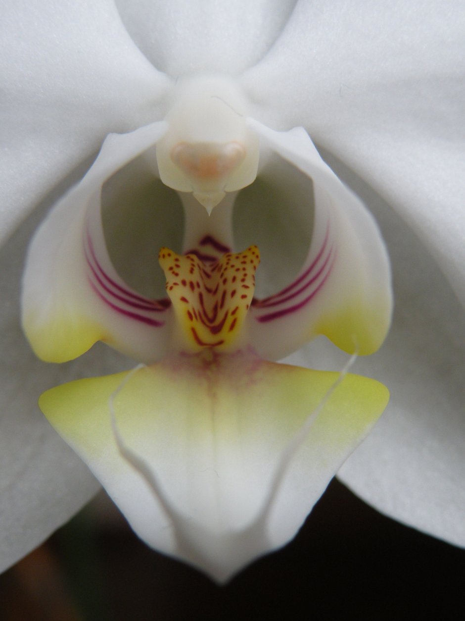 Орхидея сан себастьян