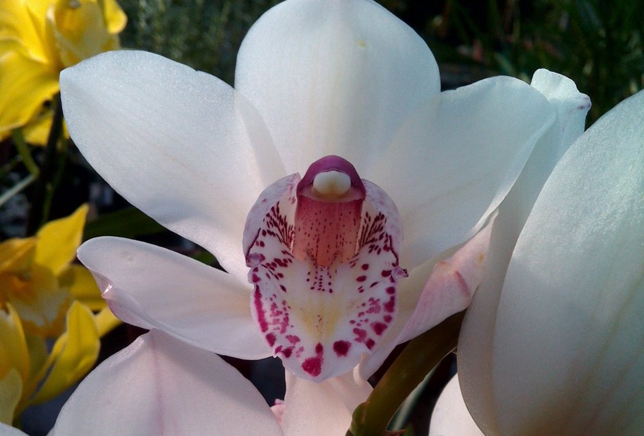Bahia Blanca Орхидея