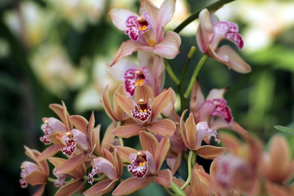 Орхидея пахучая