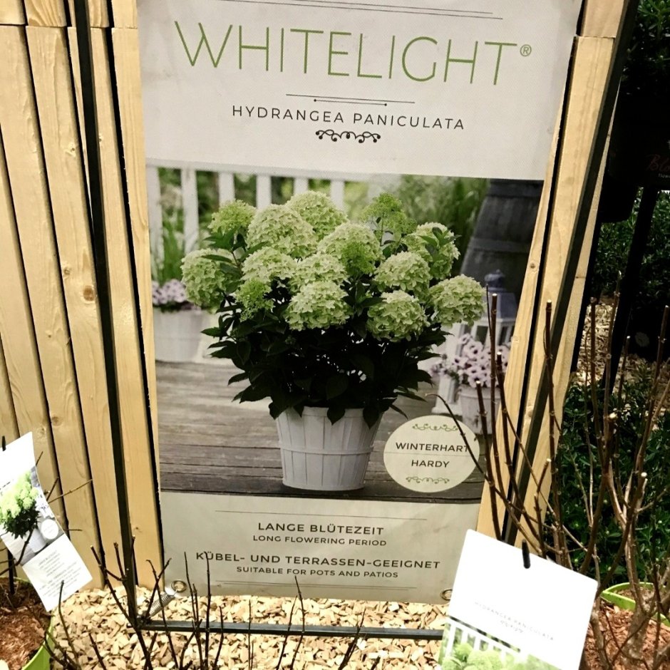 Гортензия метельчатая (Hydrangea paniculata Garden Light WHITELIGHT