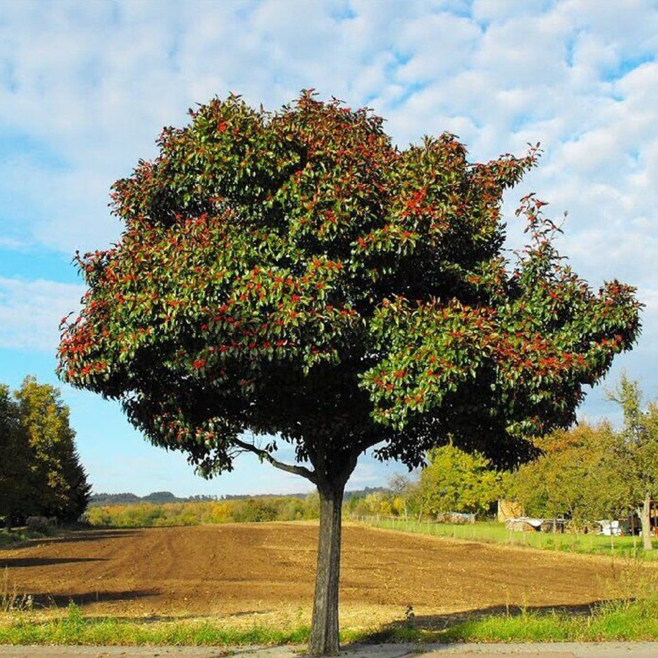 Боярышник сливолистный дерево