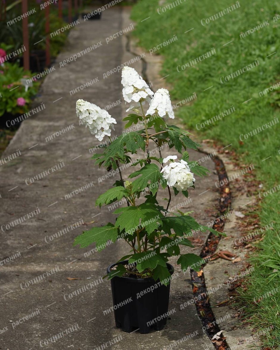 Гортензия метельчатая (Hydrangea paniculata &#96;Silver Dollar&#96;)