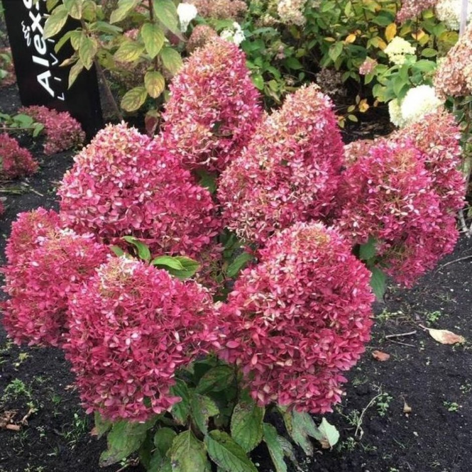 Гортензия метельчатая Роял Флауэр (Royal Flower)