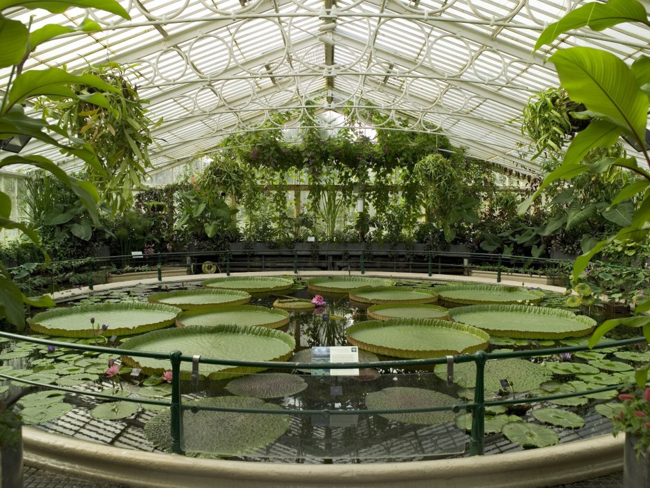 Королевские Ботанические сады Кью Лондон
