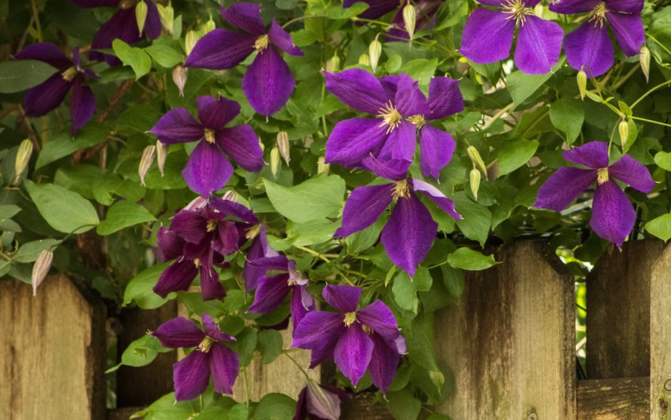 Клематис мелкоцветковый фиолетовый