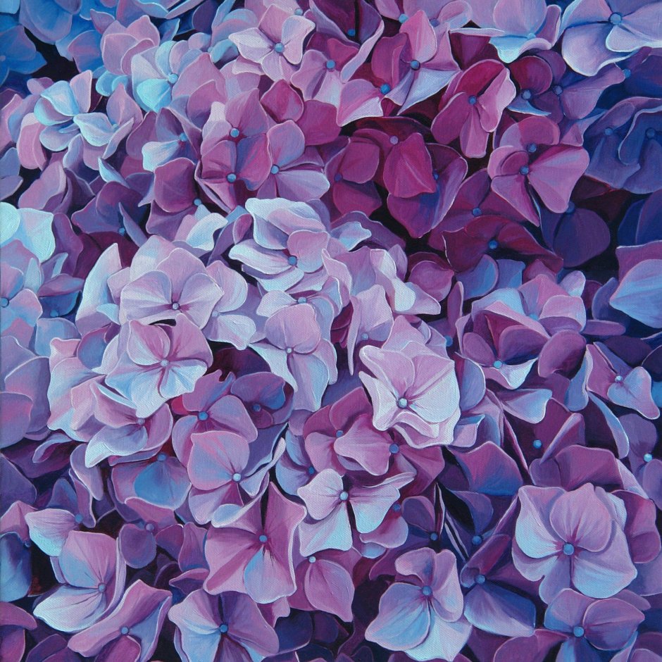 Гортензия пурпурная