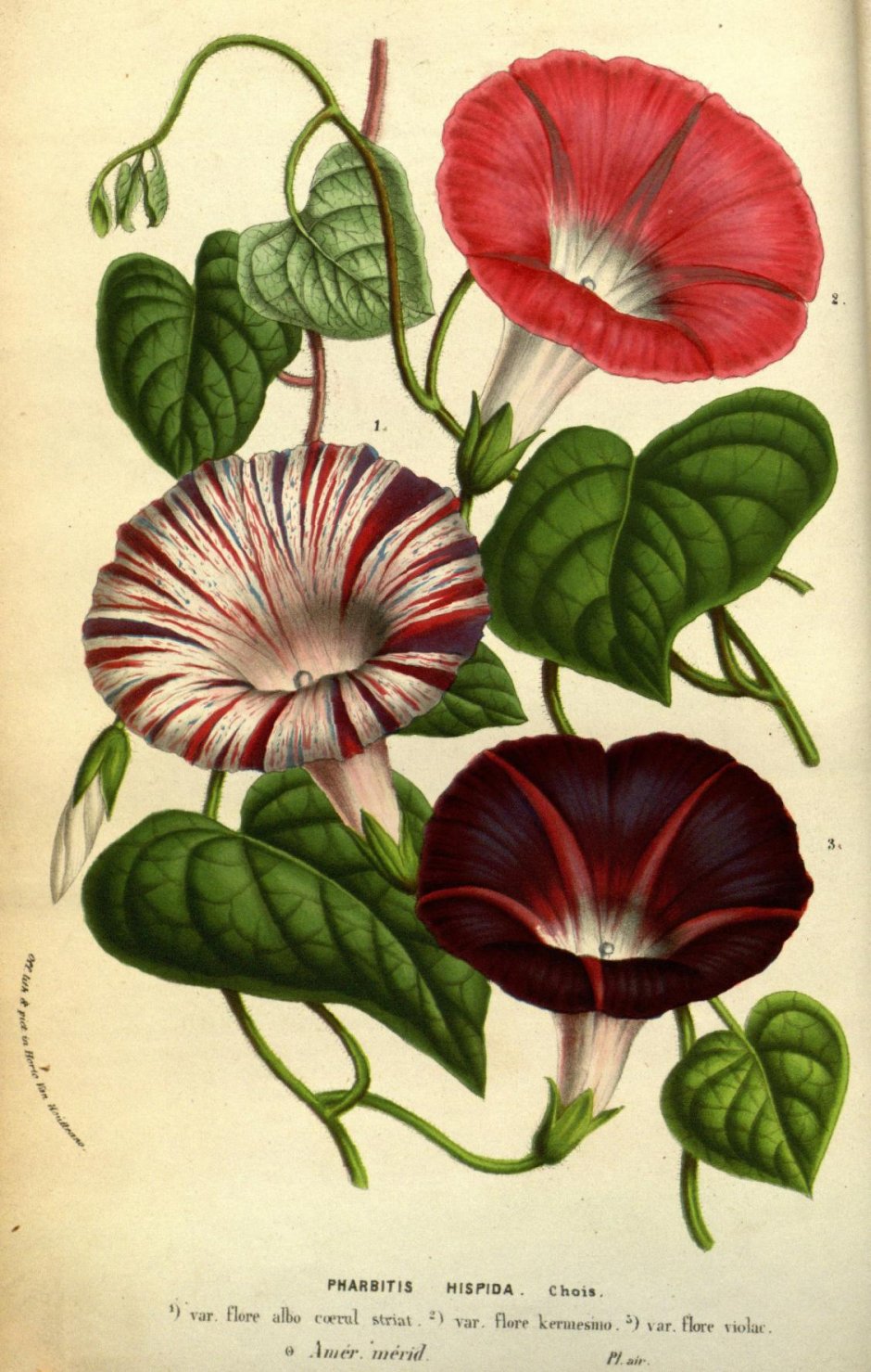 Ботаническая иллюстрация Вьюнок трехцветный