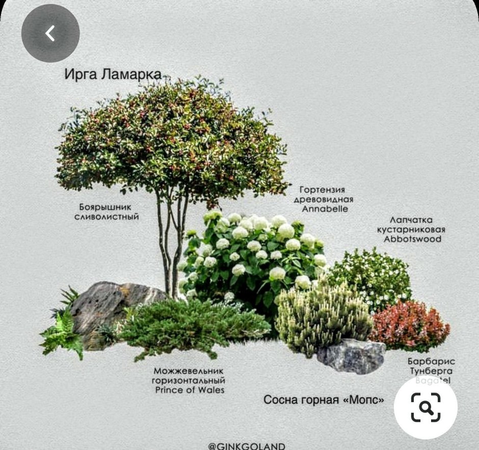 Схемы цветников с гортензиями