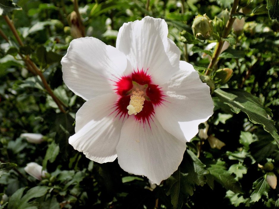 Цветок гибискуса белый