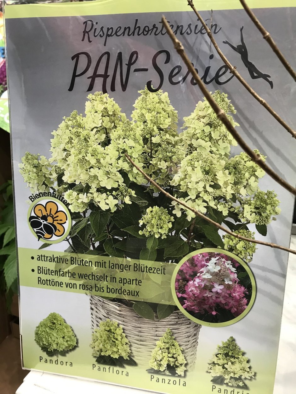 Гортензия метельчатая панфлора Panflora