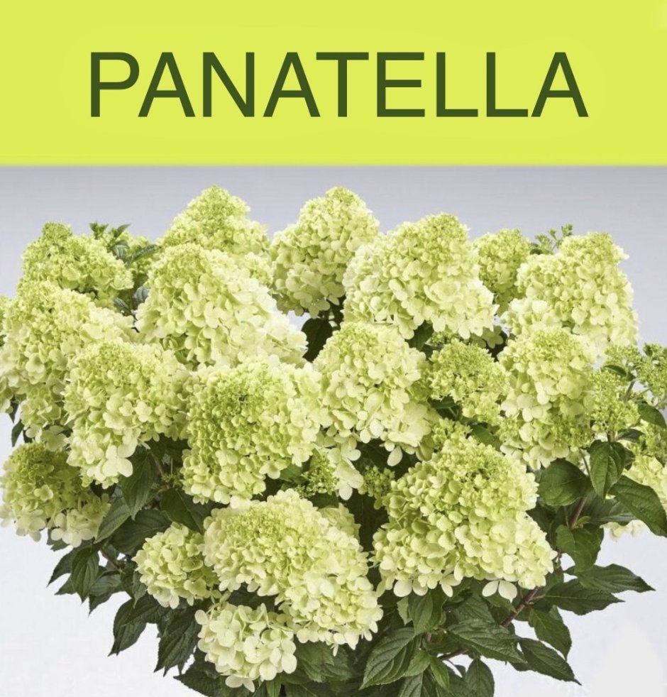 Гортензия Panatella