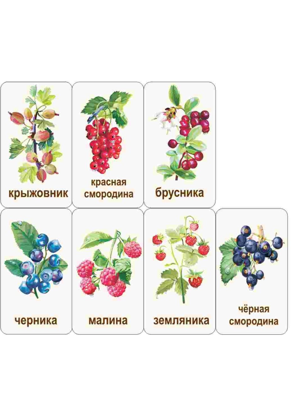 Садовые ягоды для детей