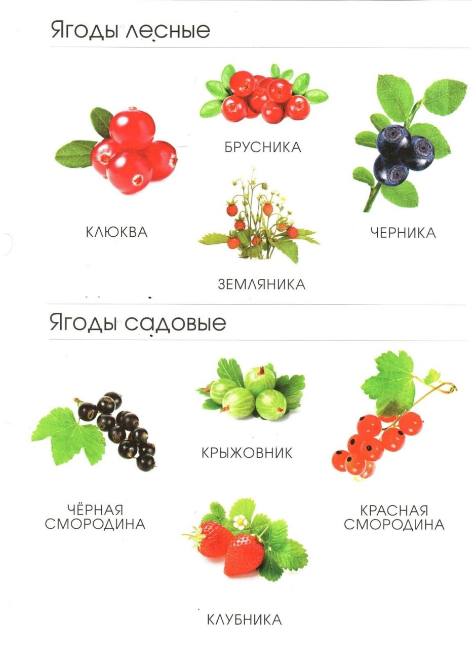 Садовые ягоды названия