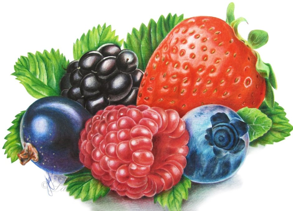 Садовые ягоды рисунок