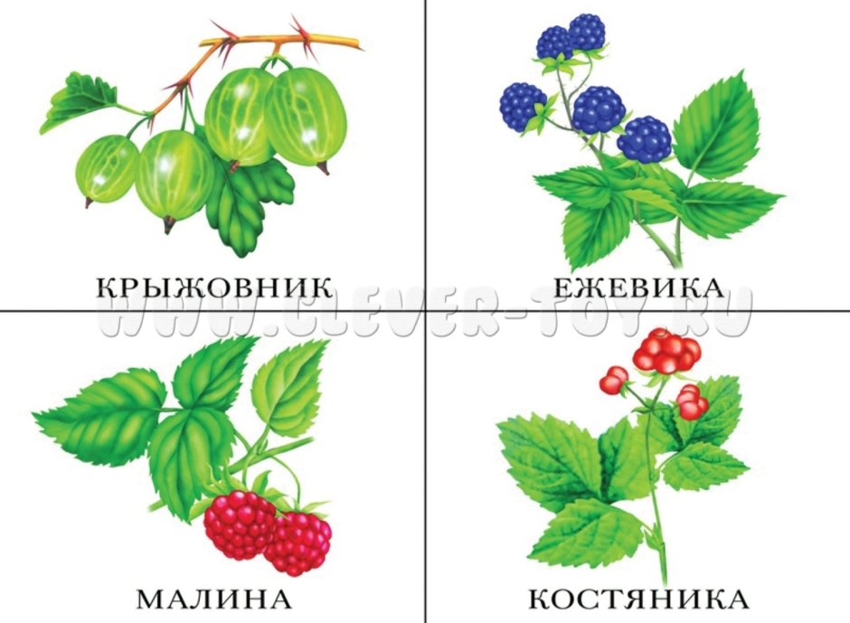 Карточки ягоды для детей в детском саду