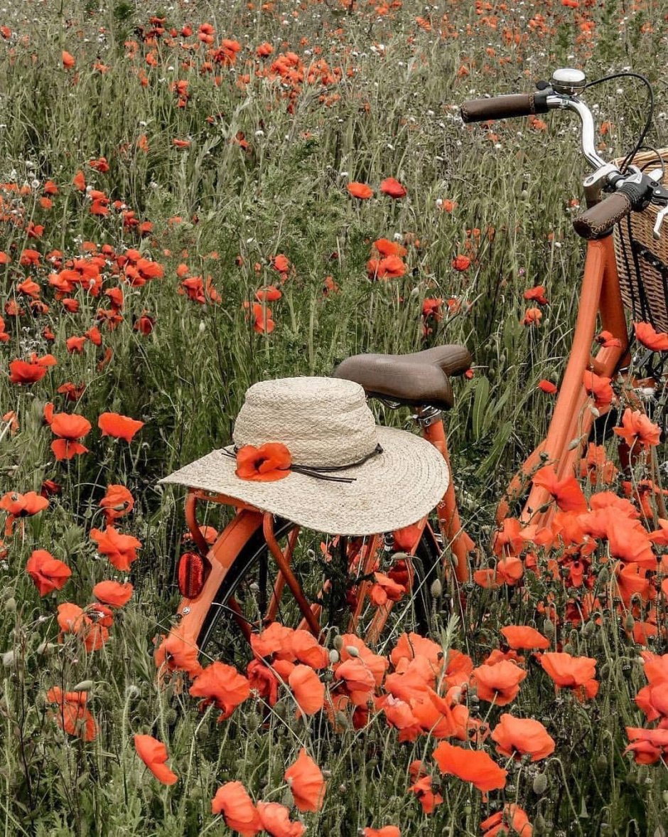 Цветы и велосипед маки