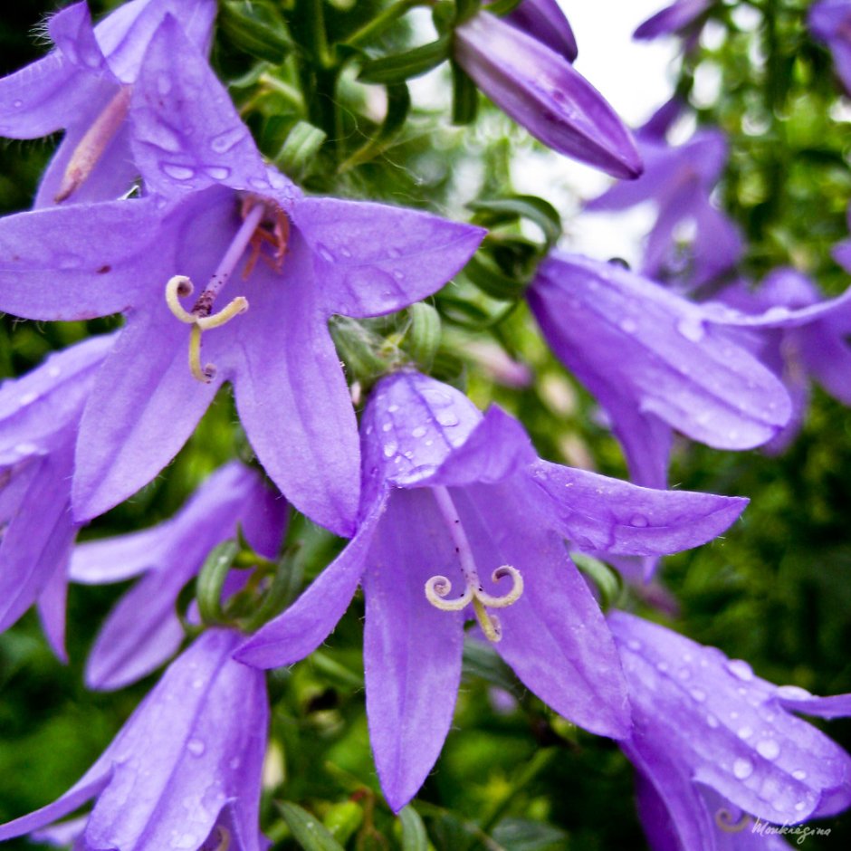 Фиолетовые колокольчики цветы