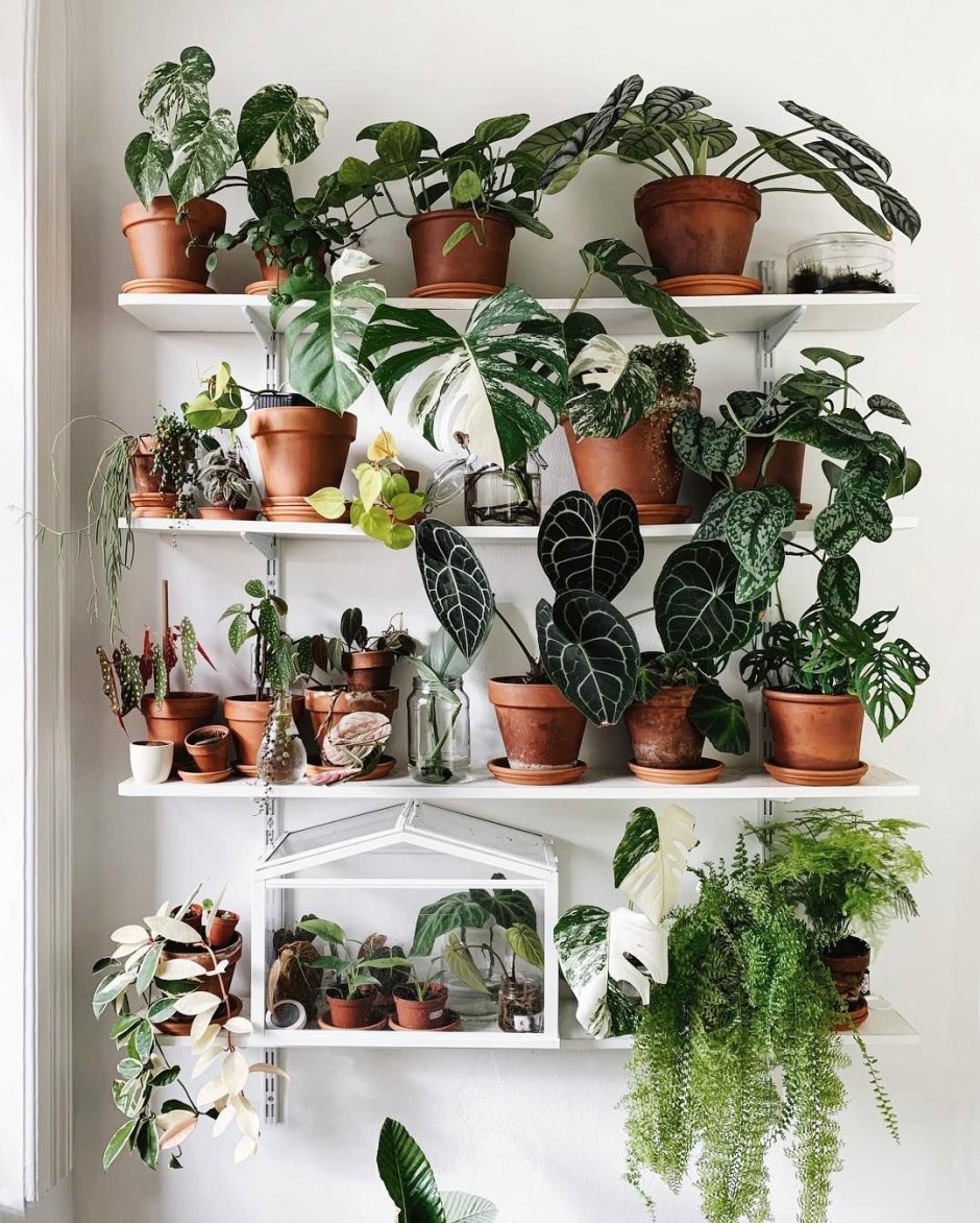 Красивые маленькие комнатные растения