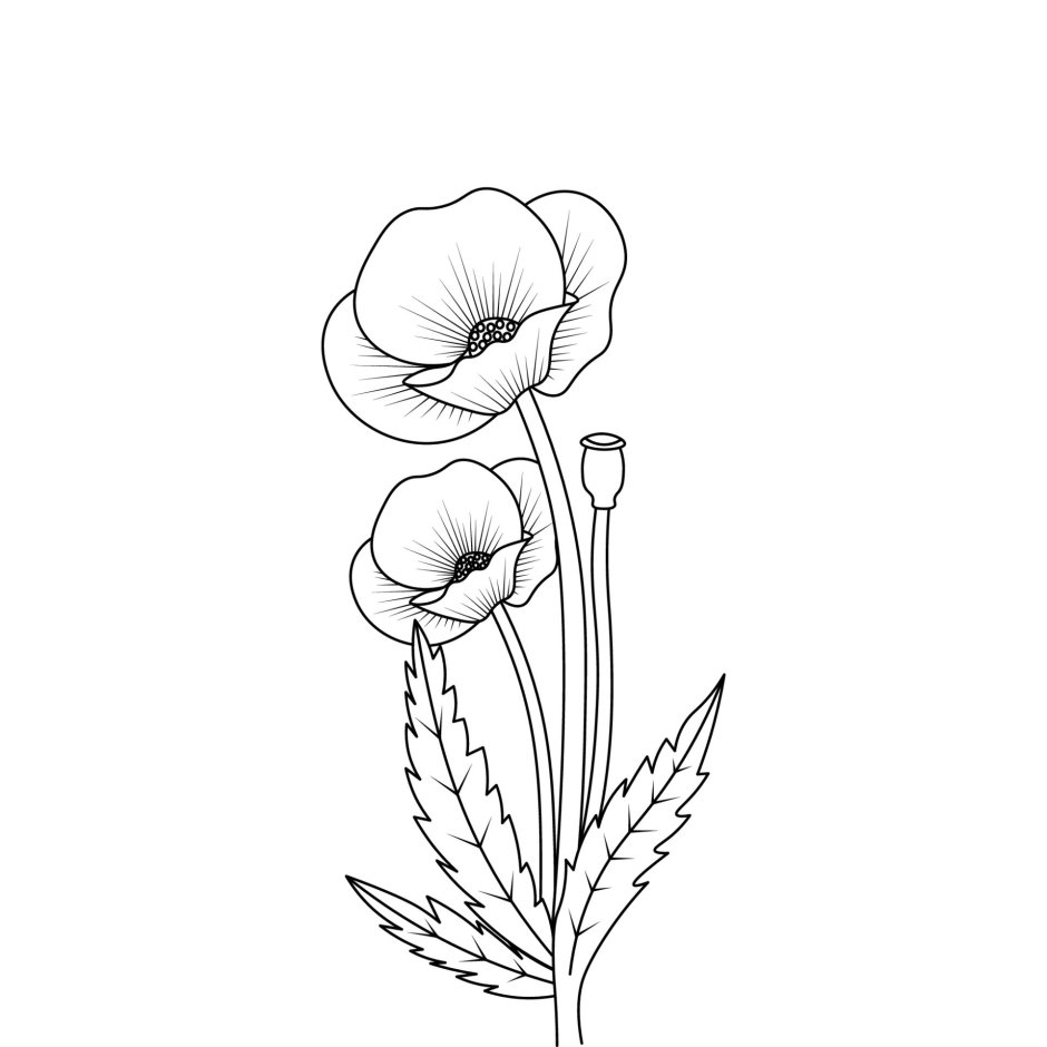 Рисунок мака цветка