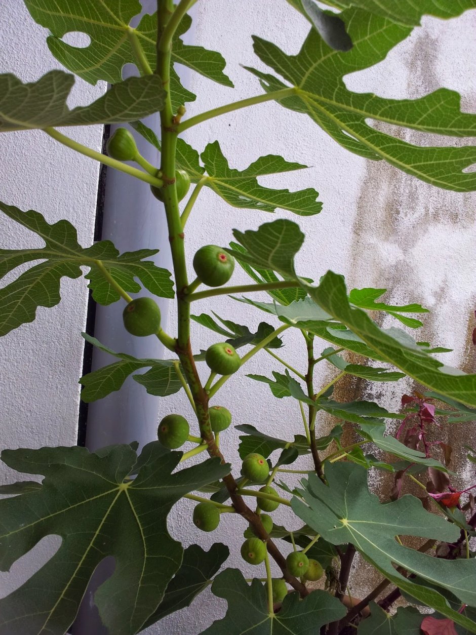 Инжир (Ficus carica)