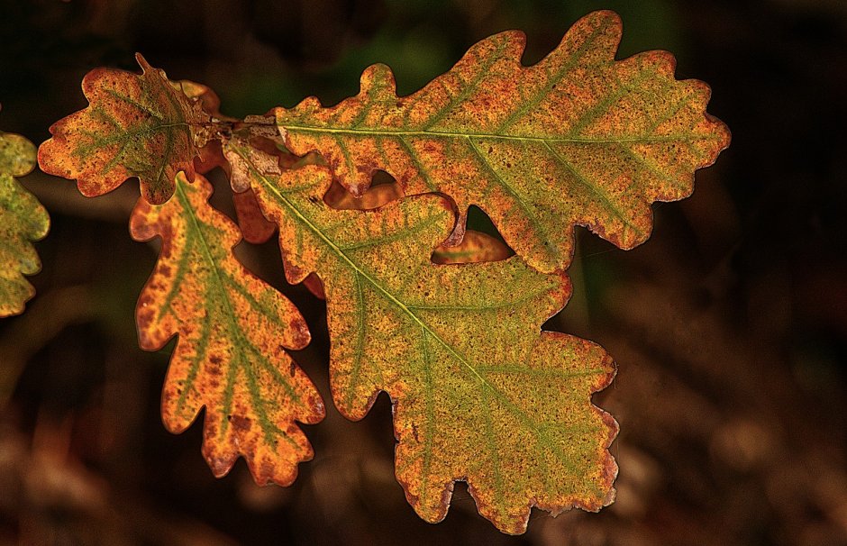 Дуб черешчатый окраска листьев
