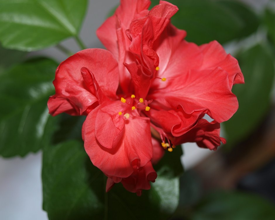 Гибискус китайская роза махровый