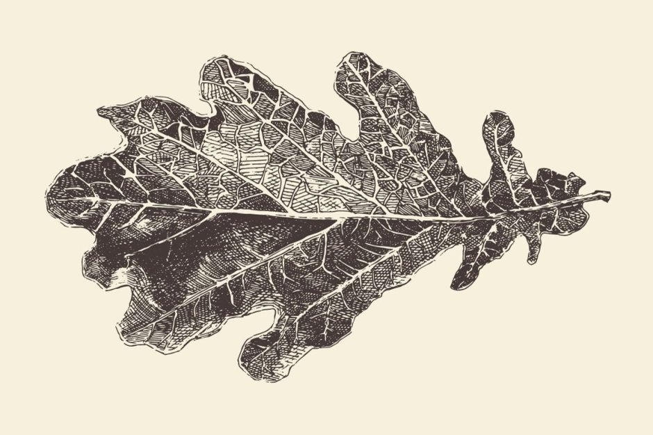 Стилизованный лист дуба