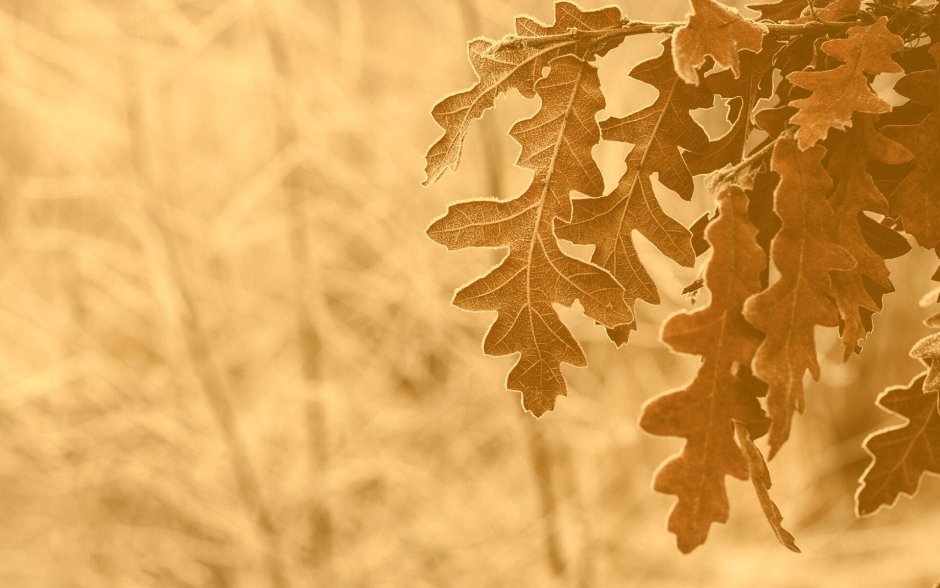 Золотистые листья