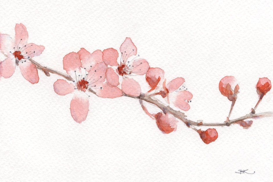 Цветок сакуры рисунок