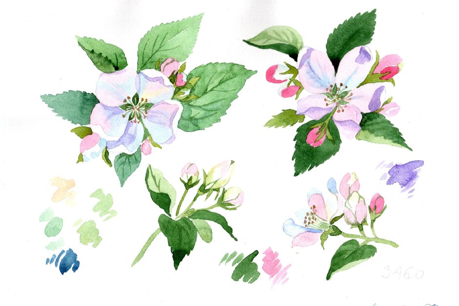 Цветы яблони акварель