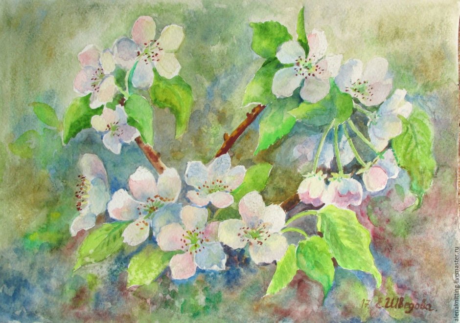 Цветок яблони рисунок