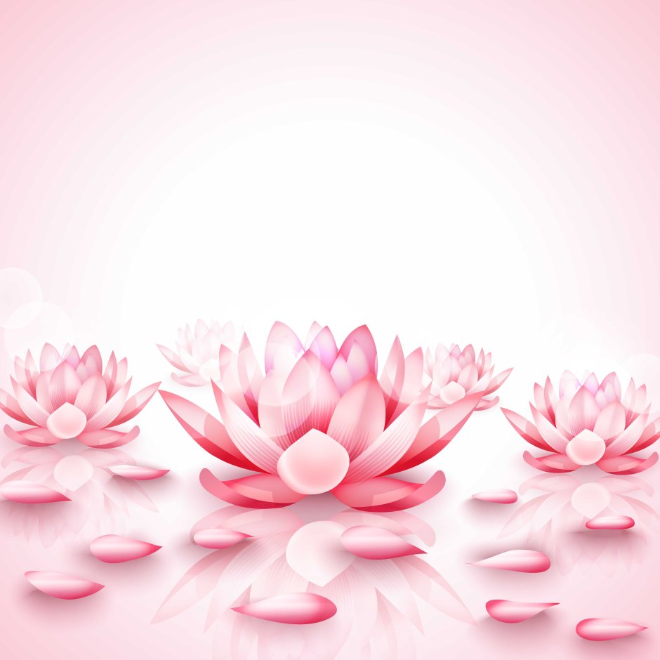 Лотос цветок розовый на розовом фоне