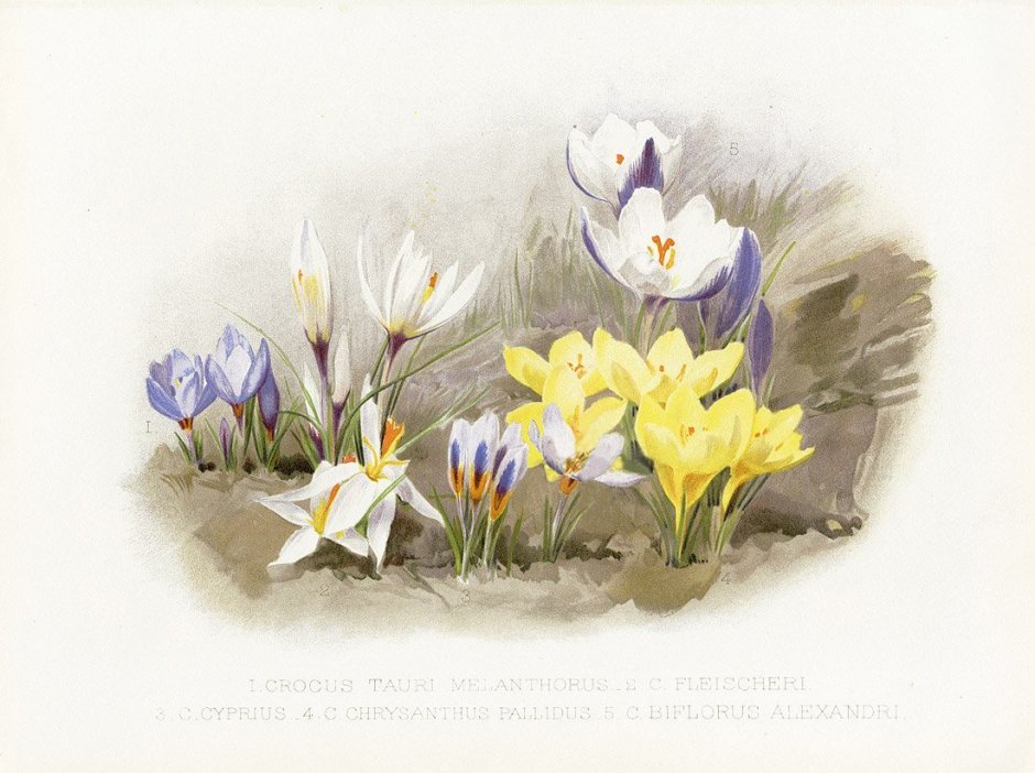 Крокус Ботаническая иллюстрация