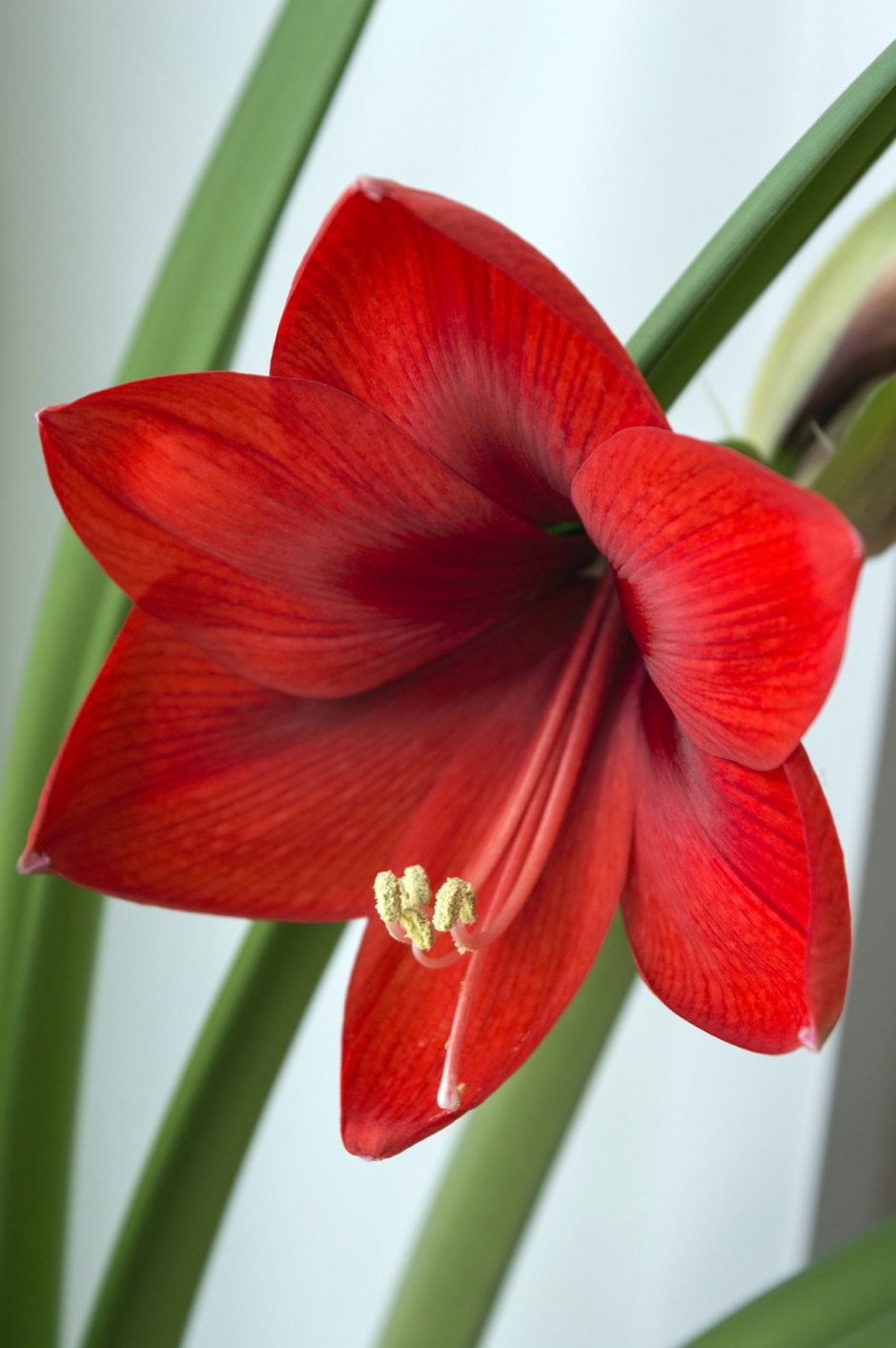 Луковичный цветок амариллис