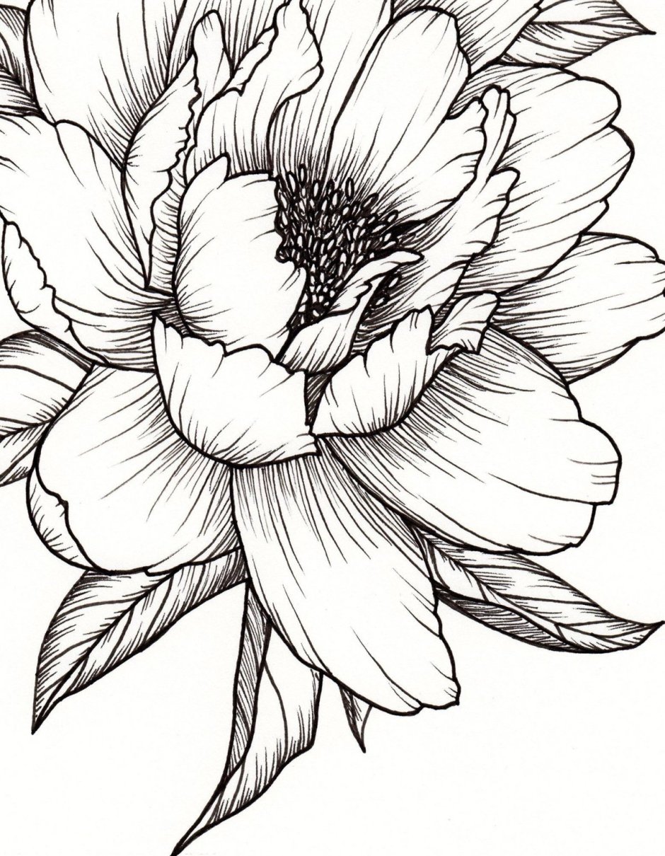 Цветы рисунок карандашом