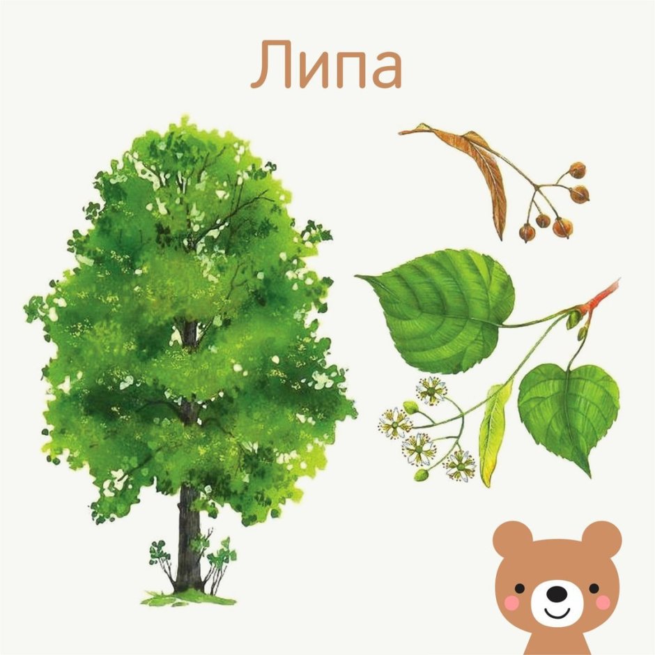 Карточки деревья для детей липа
