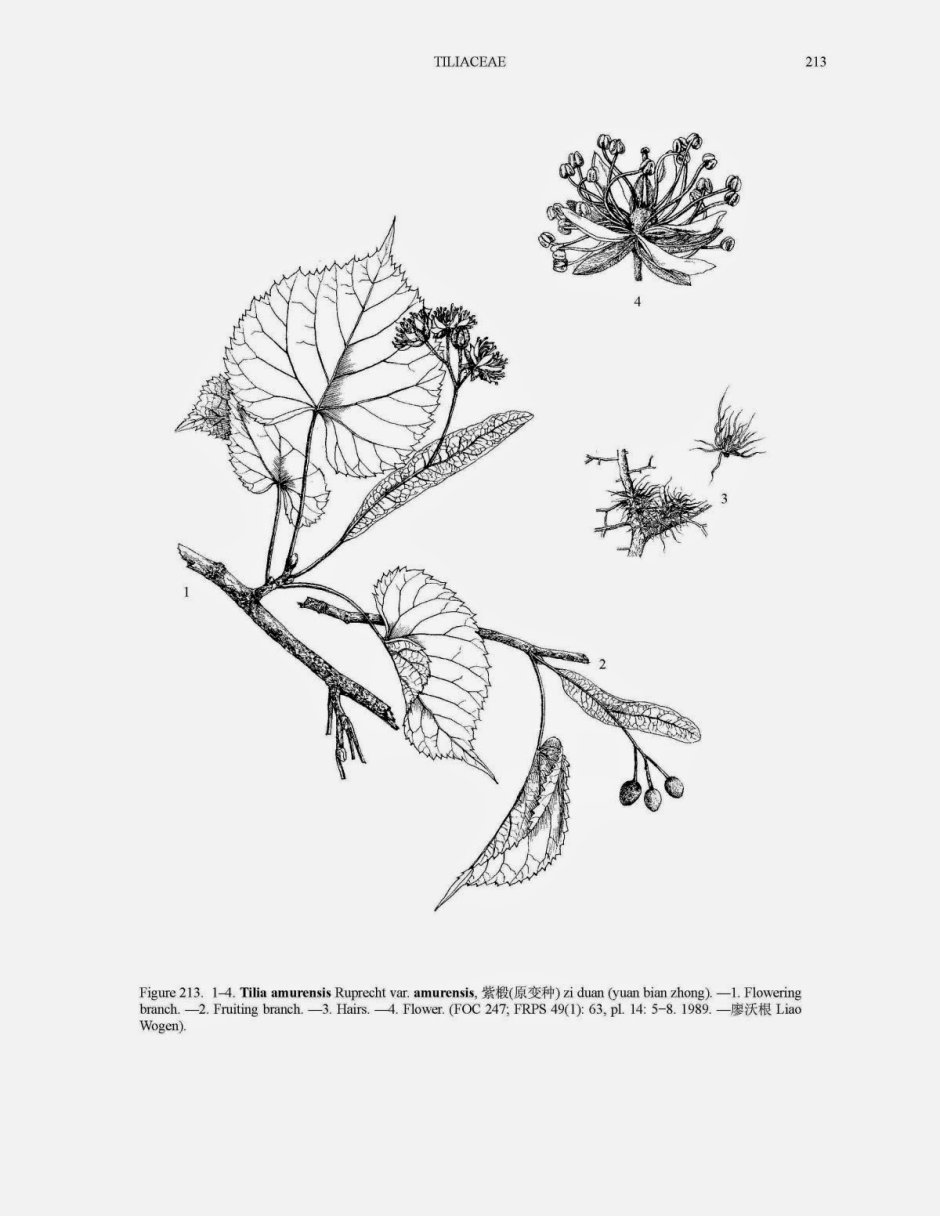 Липа Амурская – Tilia amurensis