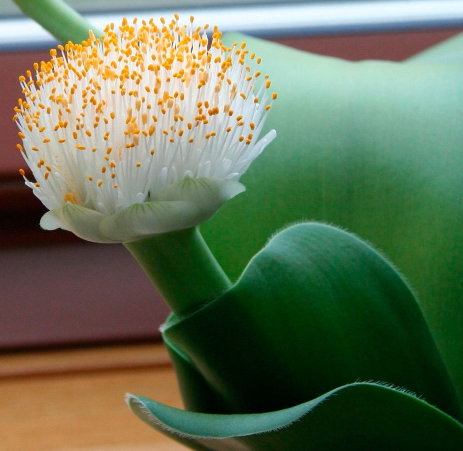 Галантус белоцветковый