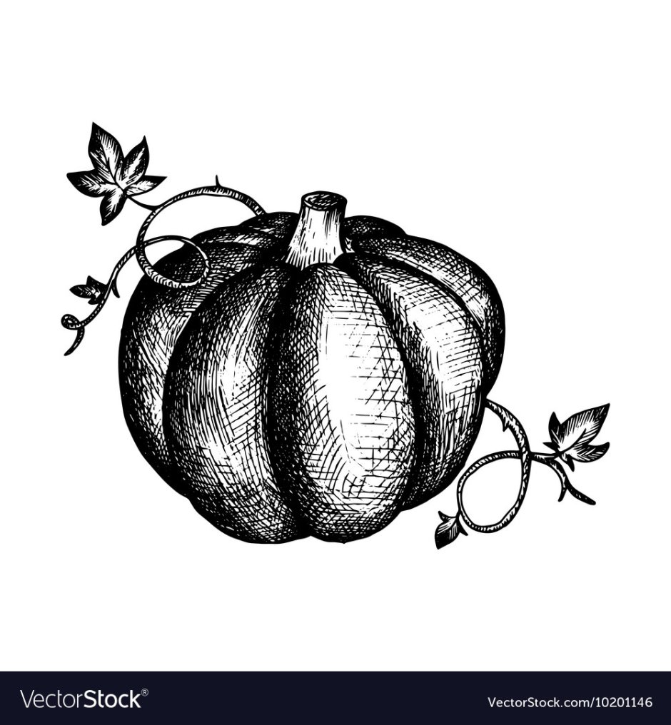 Графическое изображение тыквы