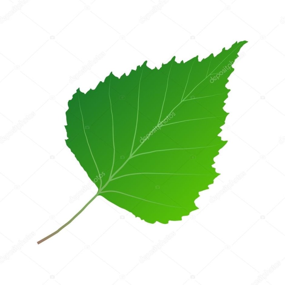 Зеленый лист березы