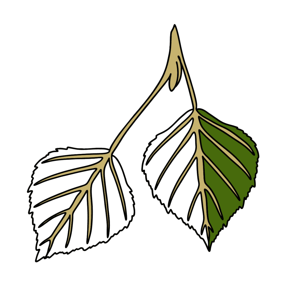 Берёза листья