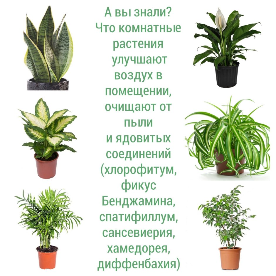 Комнатные растения на г