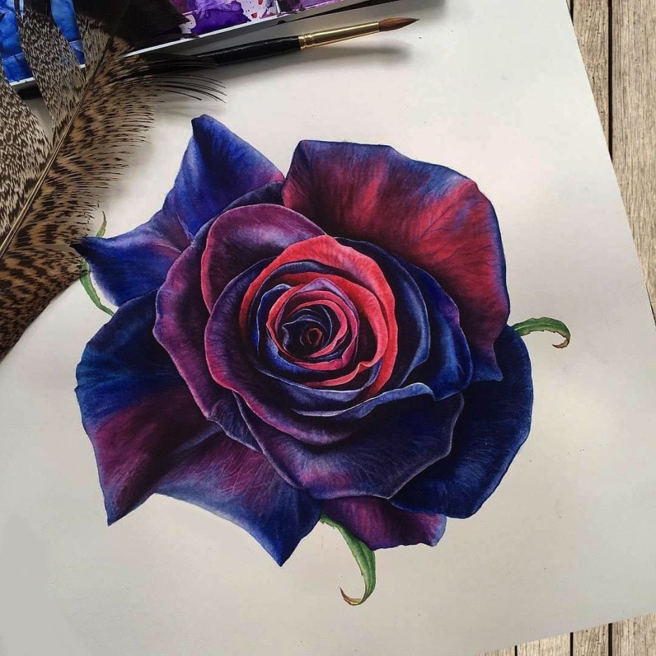 Фиолетовые розы акварель